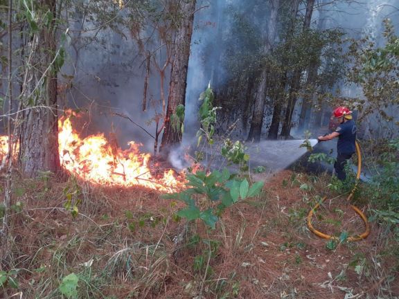Cinco hectáreas de un pinar se quemaron en Corpus, y el fuego sigue avanzando