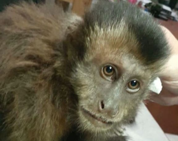 Iguazú: rescataron a un mono que estaba en el tendido eléctrico