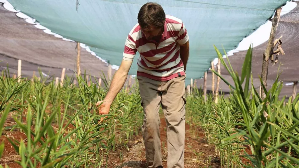 La demanda ubica al jengibre como una de las estrellas del cultivo local