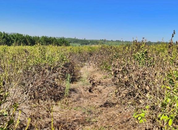 Por la sequía, se echó a perder el 60% de las plantaciones de yerba