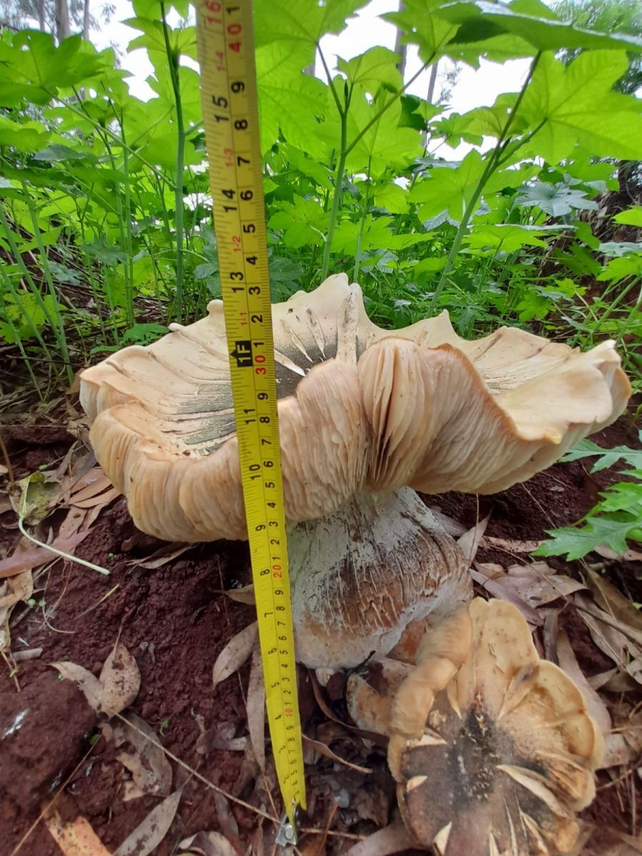 Imágenes de hongos gigantes hallados en Puerto Rico se vuelven virales en las redes