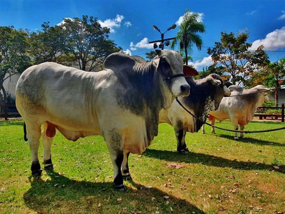 Los toros de Mbaracayú