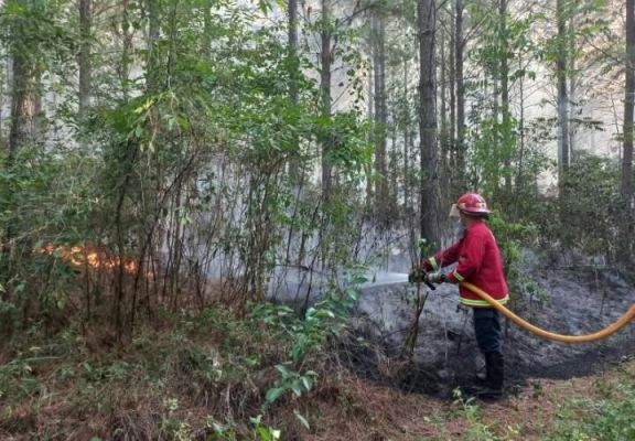 Incendio arrasó varias hectáreas de pinos en Santo Pipó 