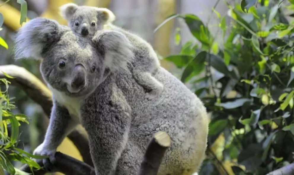 Los koalas fueron declarados en peligro de extinción