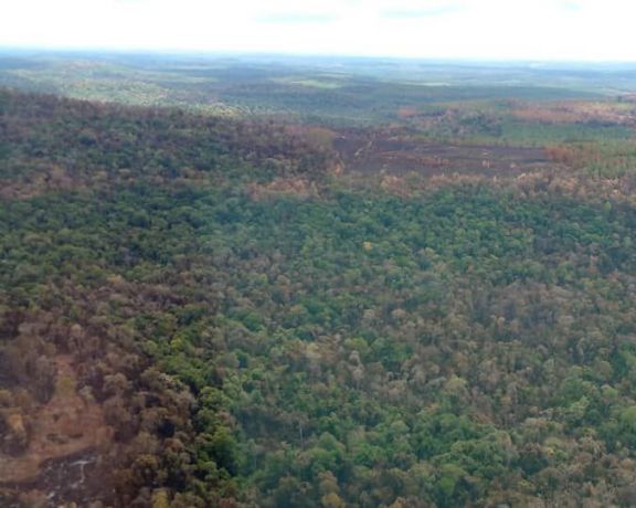 Salto Encantado: está en marcha el proceso para la restauración de la selva afectada por el fuego
