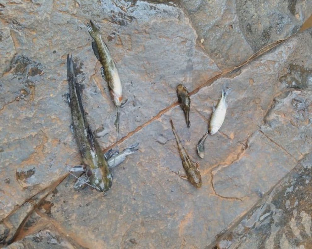 Preocupación por mortandad de peces en la zona de El Molino Preocupación por mortandad de peces en la zona de El Molino