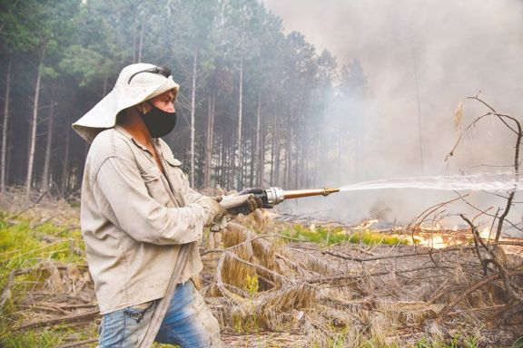 Cómo prevenir y actuar ante los Incendios forestales