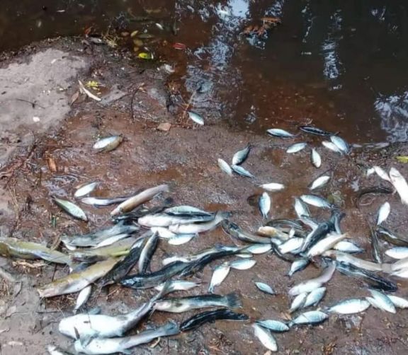 Montecarlo: peces muertos en el arroyo Caraguatay, vecinos denuncian contaminación