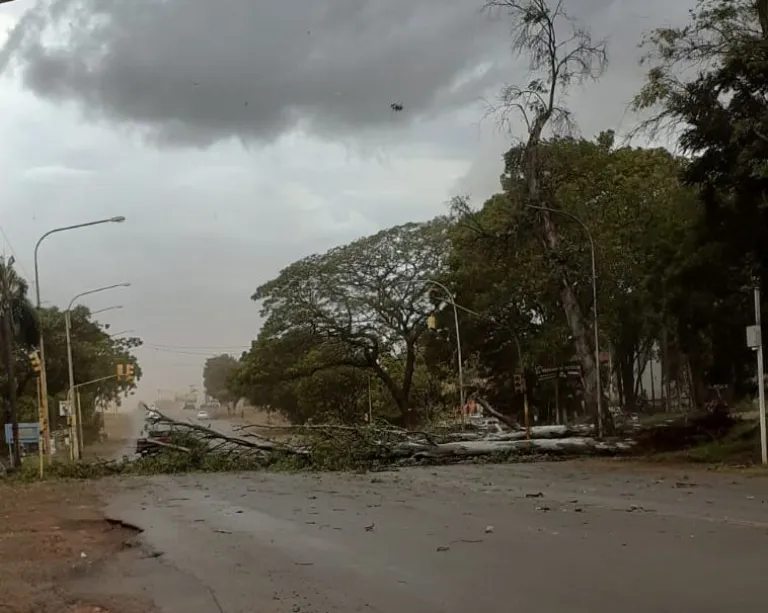 Fuertes vientos provocaron caídas de árboles en Posadas 