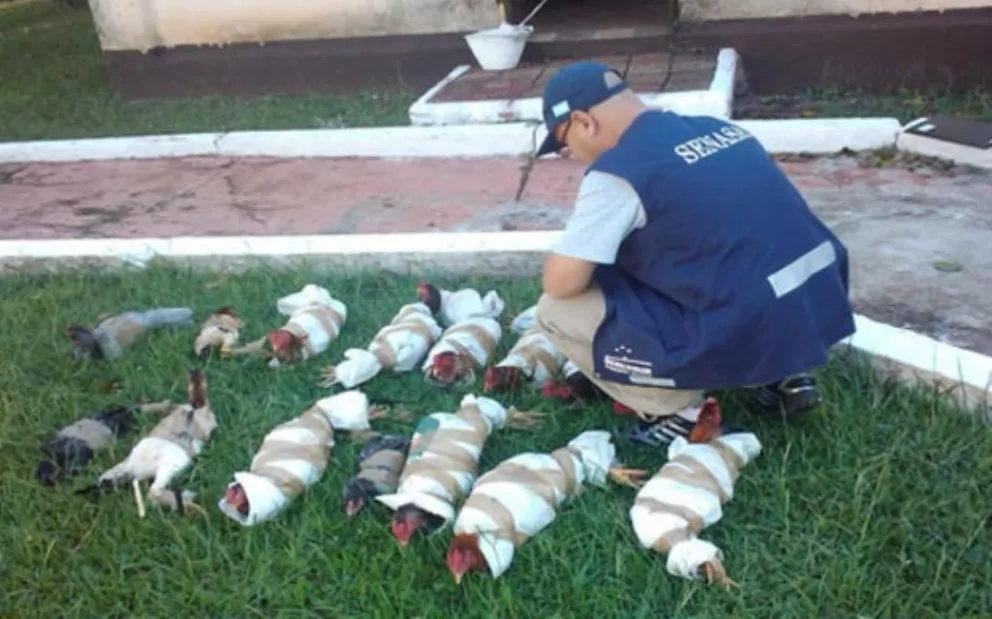 San Javier: Decomisaron un cargamento de gallos de riña | EL TERRITORIO  noticias de Misiones
