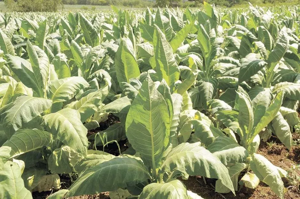 La cosecha de tabaco disminuyó en el ciclo 2020 y 2021