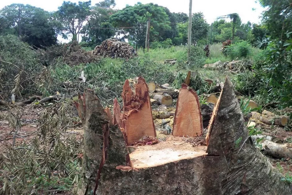 Informe revela que se pierden 8 mil hectáreas de selva misionera al año