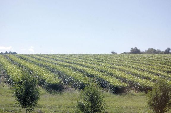 El sobreexceso en la cosecha de té obliga a deshacerse de parte de la producción