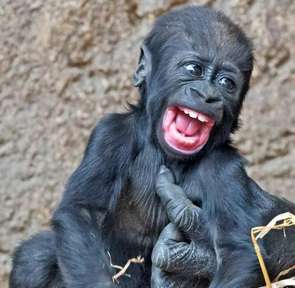 Bebé gorila y la mano de un congénere