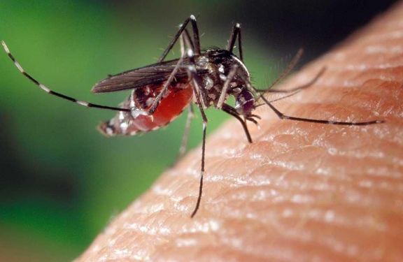 Alerta dengue: ¿qué sabemos del aedes aegypti?