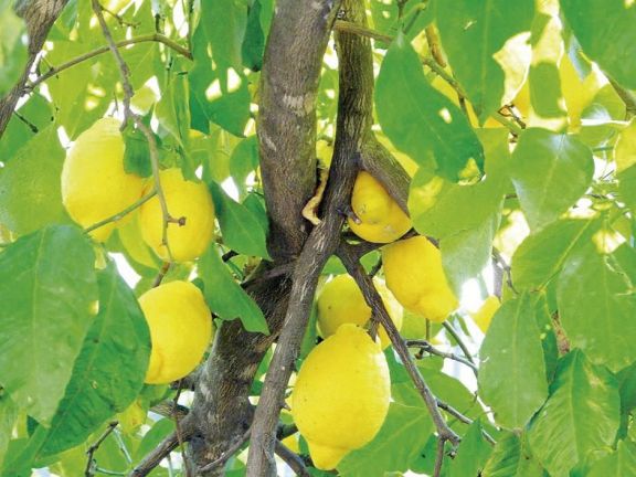 Una tragedia para la producción de limones