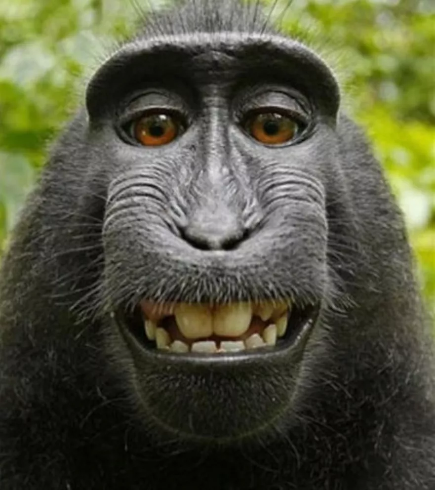 La autofoto del mono.