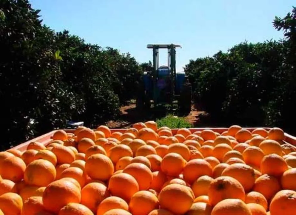 Fuerte suba en valores de naranjas y escasez por sequía