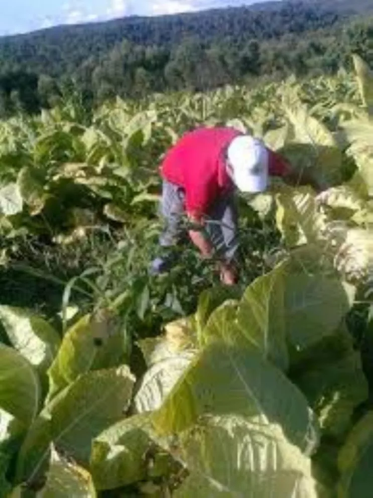 Pagarán casi 650 millones de pesos a productores tabacaleros