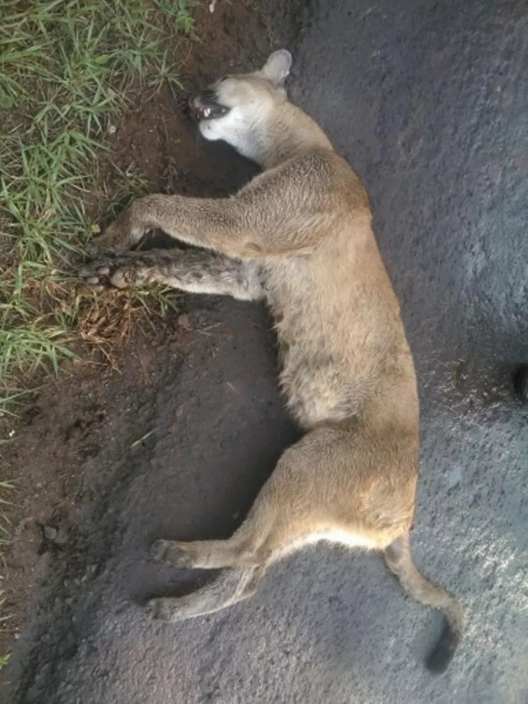 Un conductor atropelló a un puma en Iguazú y se dio a la fuga