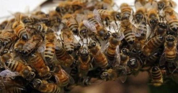 Santo Tomé: Un hombre murió por el feroz ataque de abejas