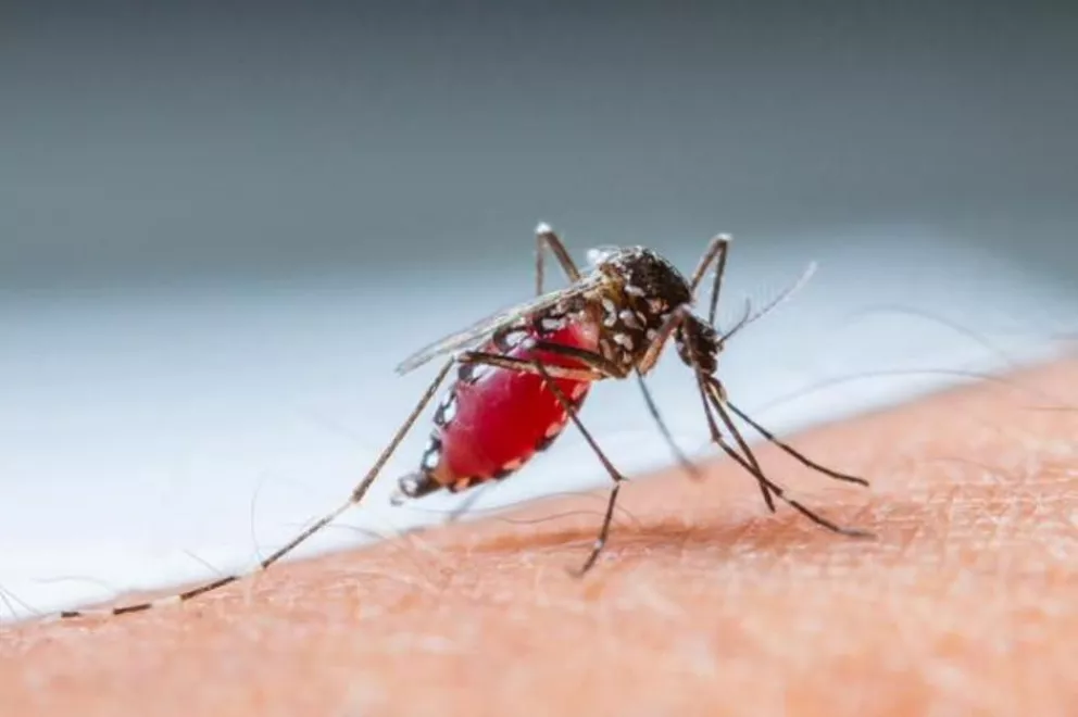 Recomiendan continuar con medidas de prevención contra el dengue