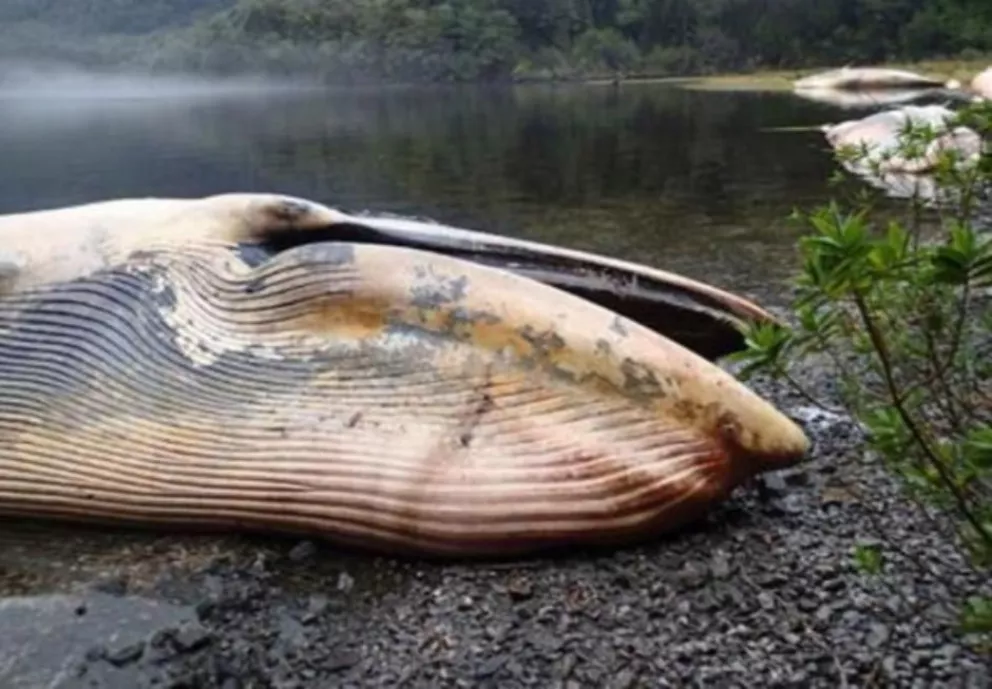 Ballenas muertas en Chile.