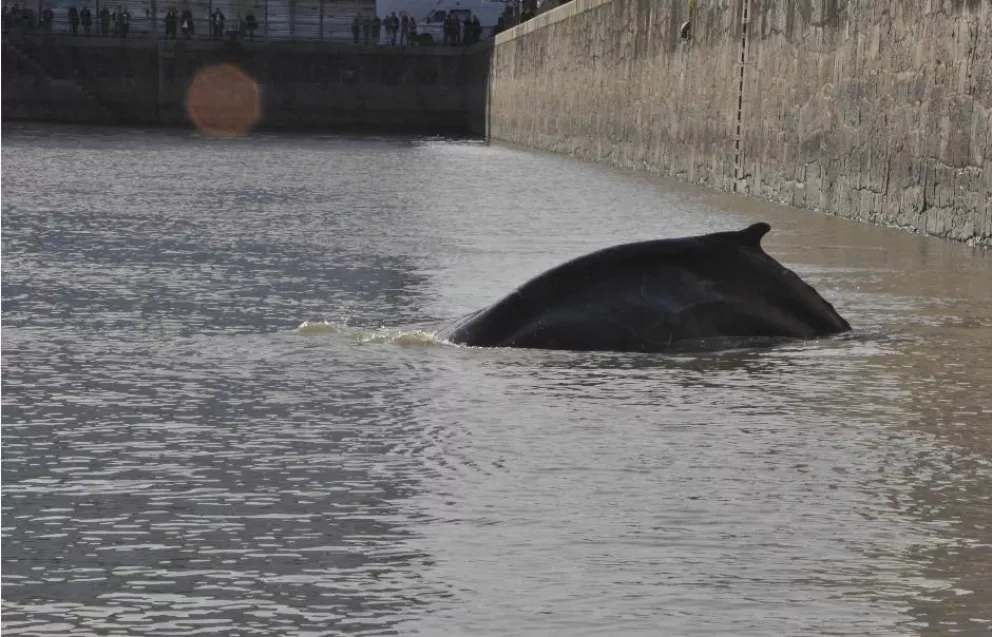 Una ballena en Puerto Madero.