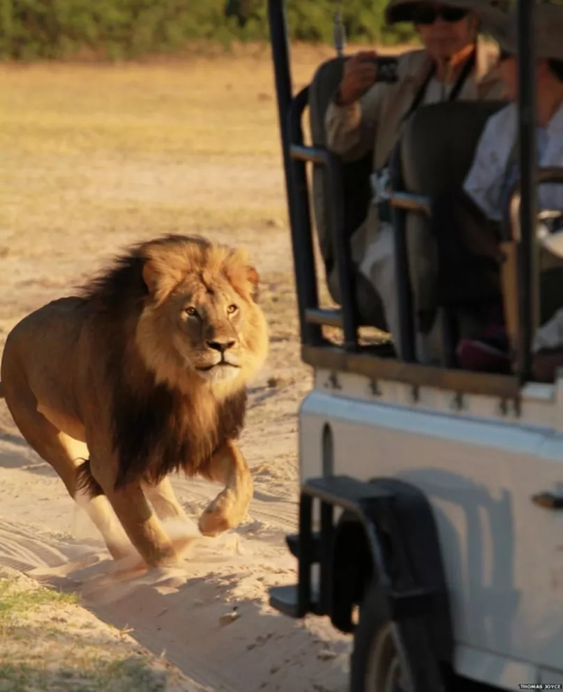 Zimbawe pone límites a la caza mayor tras la muerte del león Cecil