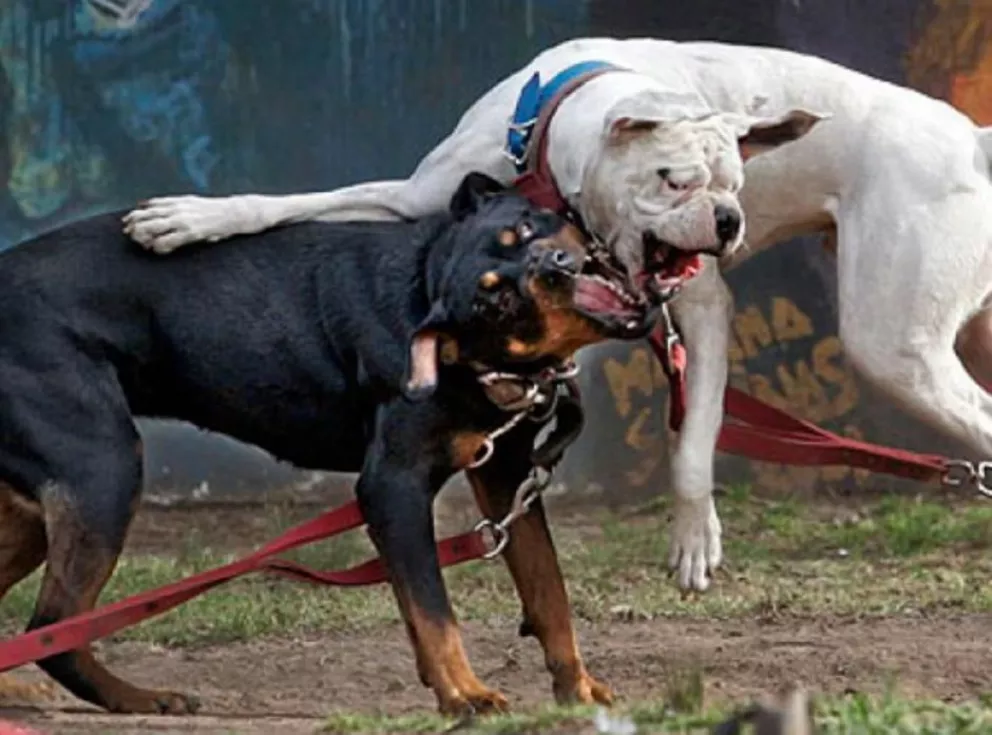 Rastrean peleas clandestinas de perros de raza en barrios del oeste 
