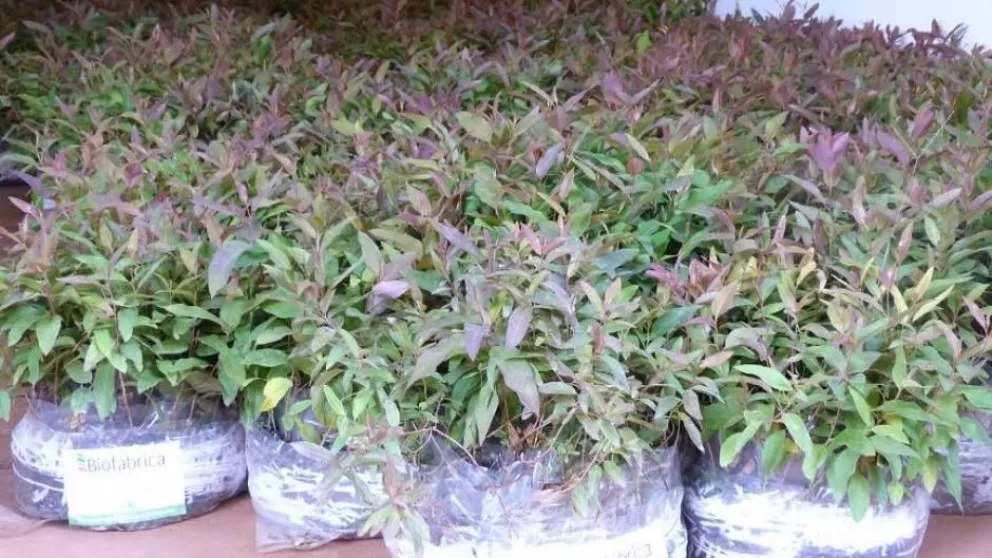 Esta semana entregarán plantines de eucaliptus 