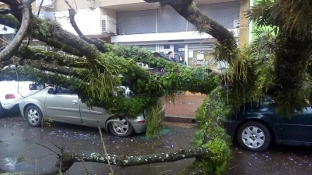Un árbol cayó encima de un auto en pleno centro posadeño