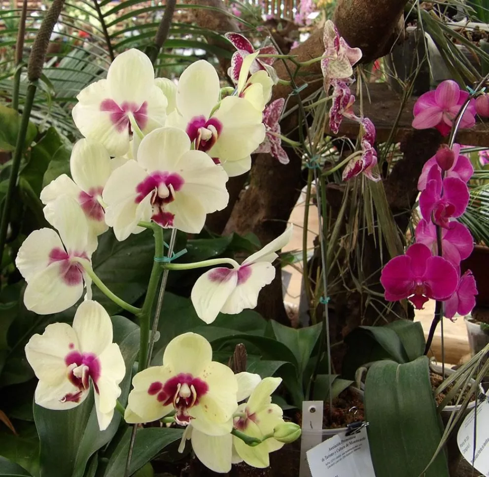 Aromas y colores se apoderan de la Capital Nacional de la Orquídea