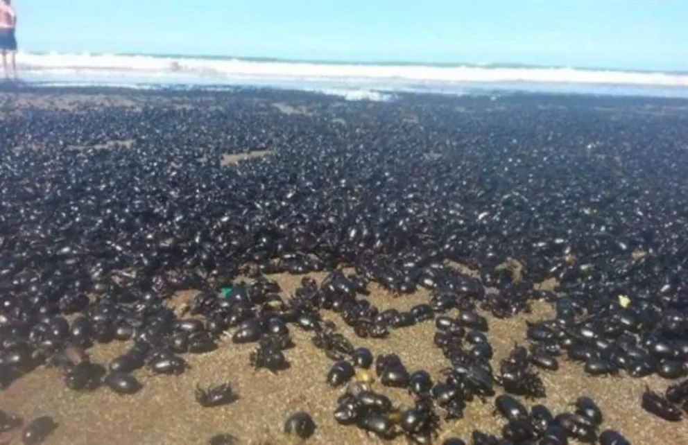 ¿Hubo una invasión de escarabajos en las playas de Mar de Ajó?