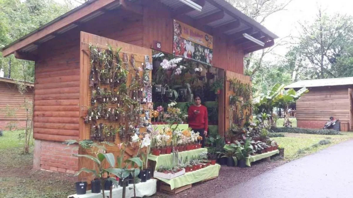 La Fiesta de la Orquídea potenció el turismo en Montecarlo | EL TERRITORIO  noticias de Misiones