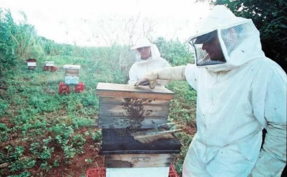 Para no tener pérdidas, sugieren a los apicultores misioneros adelantar la cosecha