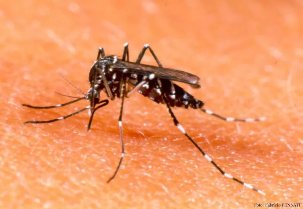 Advierten que el brote de dengue podría llegar a su máximo histórico en marzo y abril