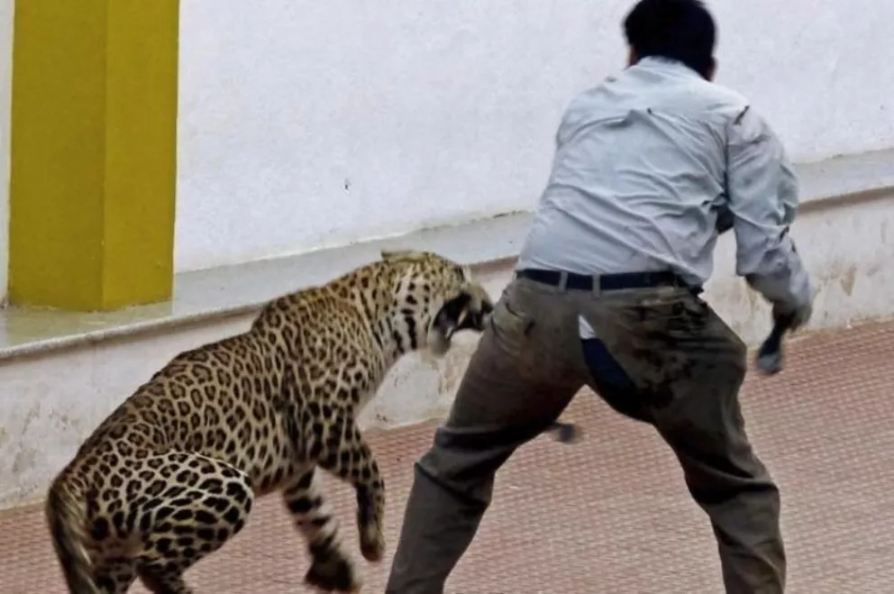 En la India cierran un centenar escuelas por temor a los leopardos