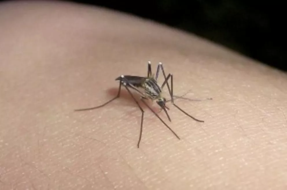 En Brasil refuerzan la campaña para combatir al virus zika