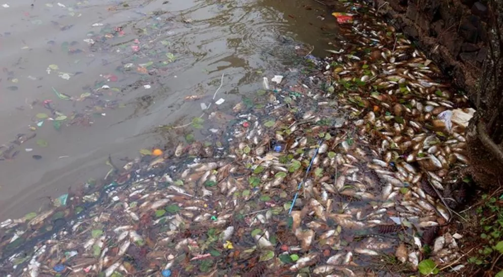 Miles de peces aparecen muertos en el Parque Turístico ambiental de Bernardo de Irigoyen
