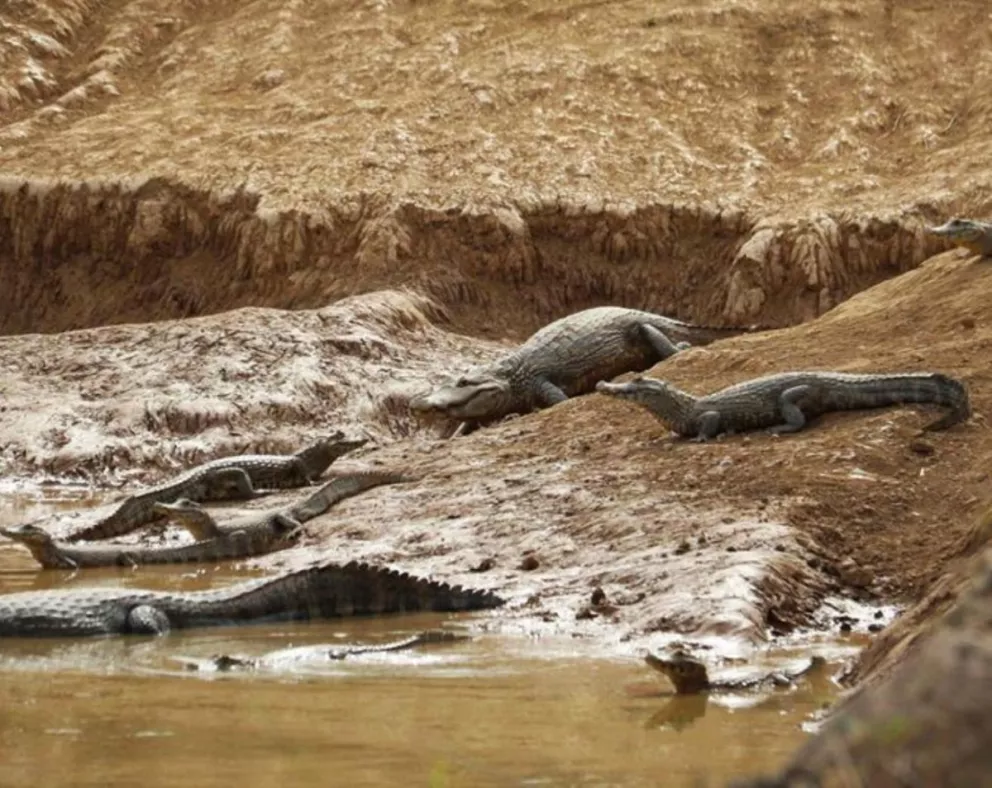 Sequía mortal: peces y yacarés mueren por la bajante del río Pilcomayo