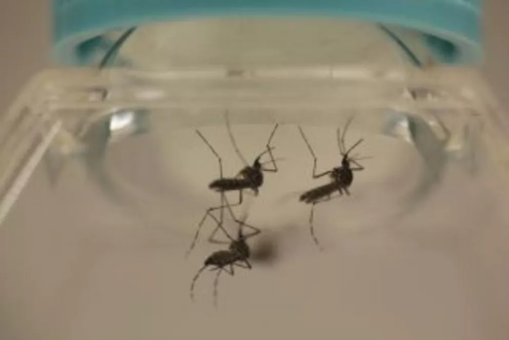 "El dengue llegó, y está para quedarse", dicen los especialistas