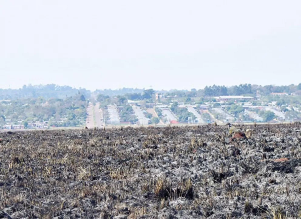 Quema de pastos provocó incendios de cultivos y muerte de animales 