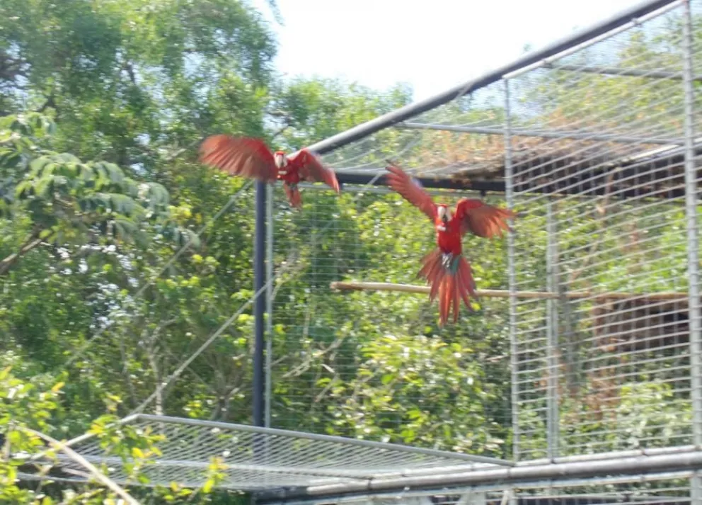 Reintroducen tres guacamayos rojos a la Reserva Natural Iberá