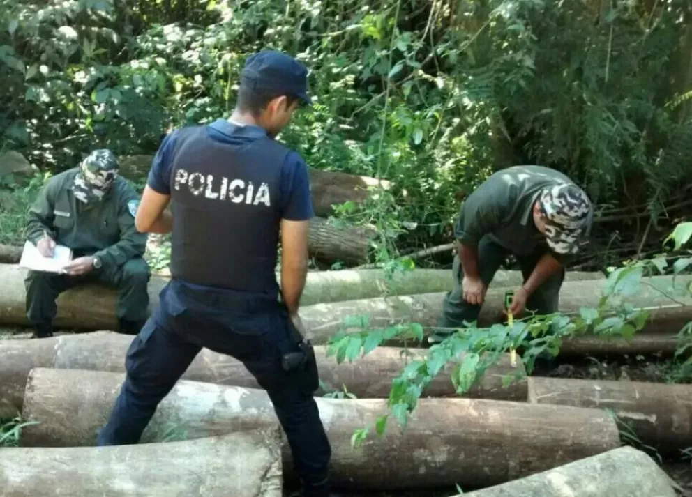Hallan rollos de maderas nativas a ser transportadas ilegalmente
