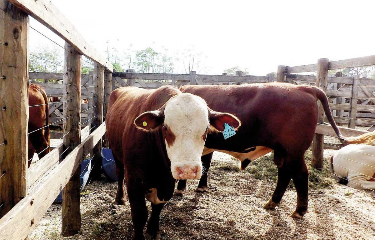 En los remates siempre se mejoran los precios del rodeo | EL TERRITORIO ...