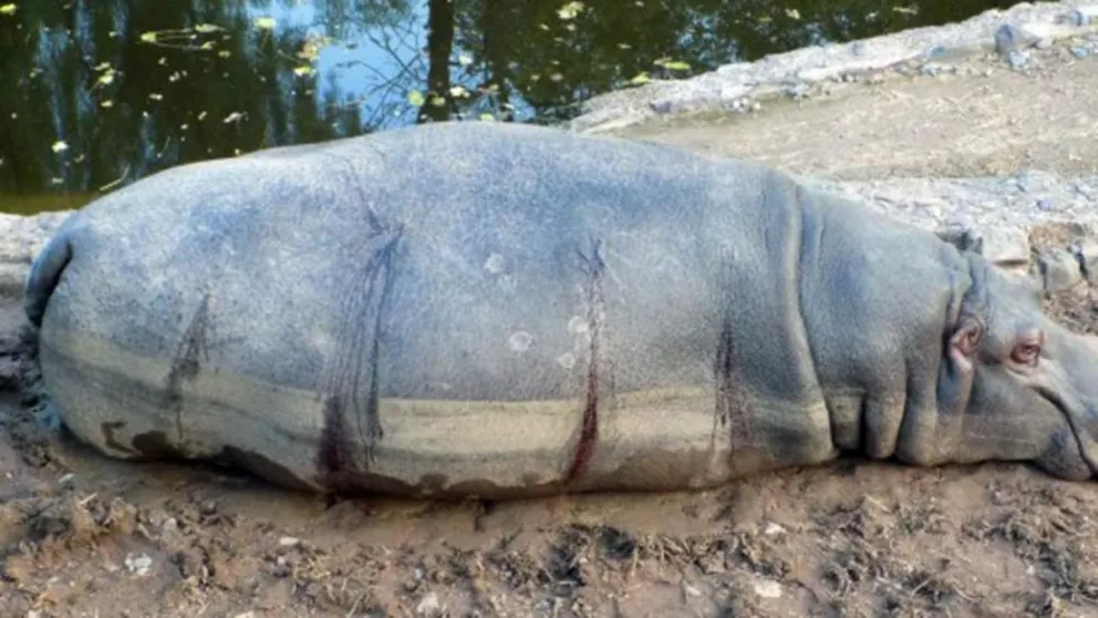 Investigan si balearon a un hipopótamo en el zoológico de Mendoza