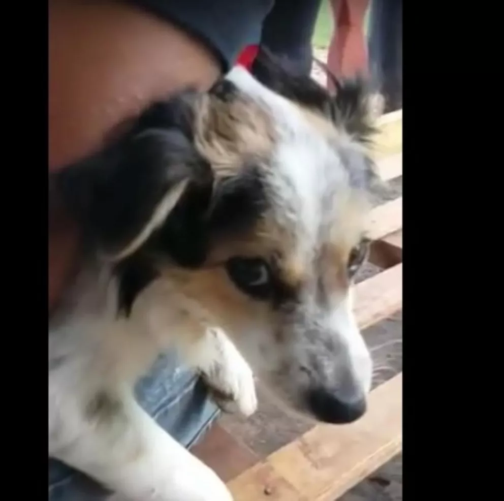 Explotan las redes por la reacción de un perro al hablar de Macri