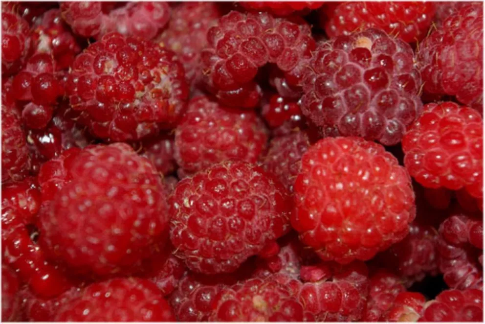 Conocé la lista de los 10 frutos más saludables para nuestro organismo