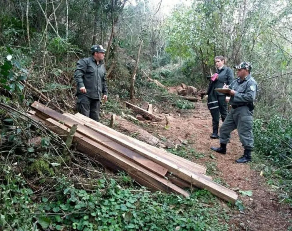 Retienen madera nativa talada de forma ilegal en Dos Arroyos 